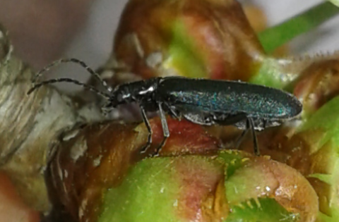 Ischnomera sp. (Oedemeridae)? S.